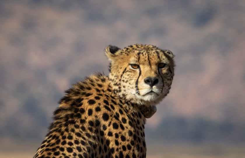 shallow focus photography of cheetah