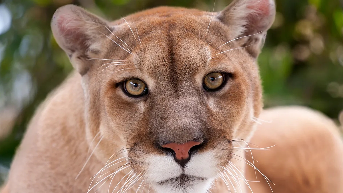 What’s The Difference Between A Puma, Mountain Lion, Cougar, Panther and Catamount?