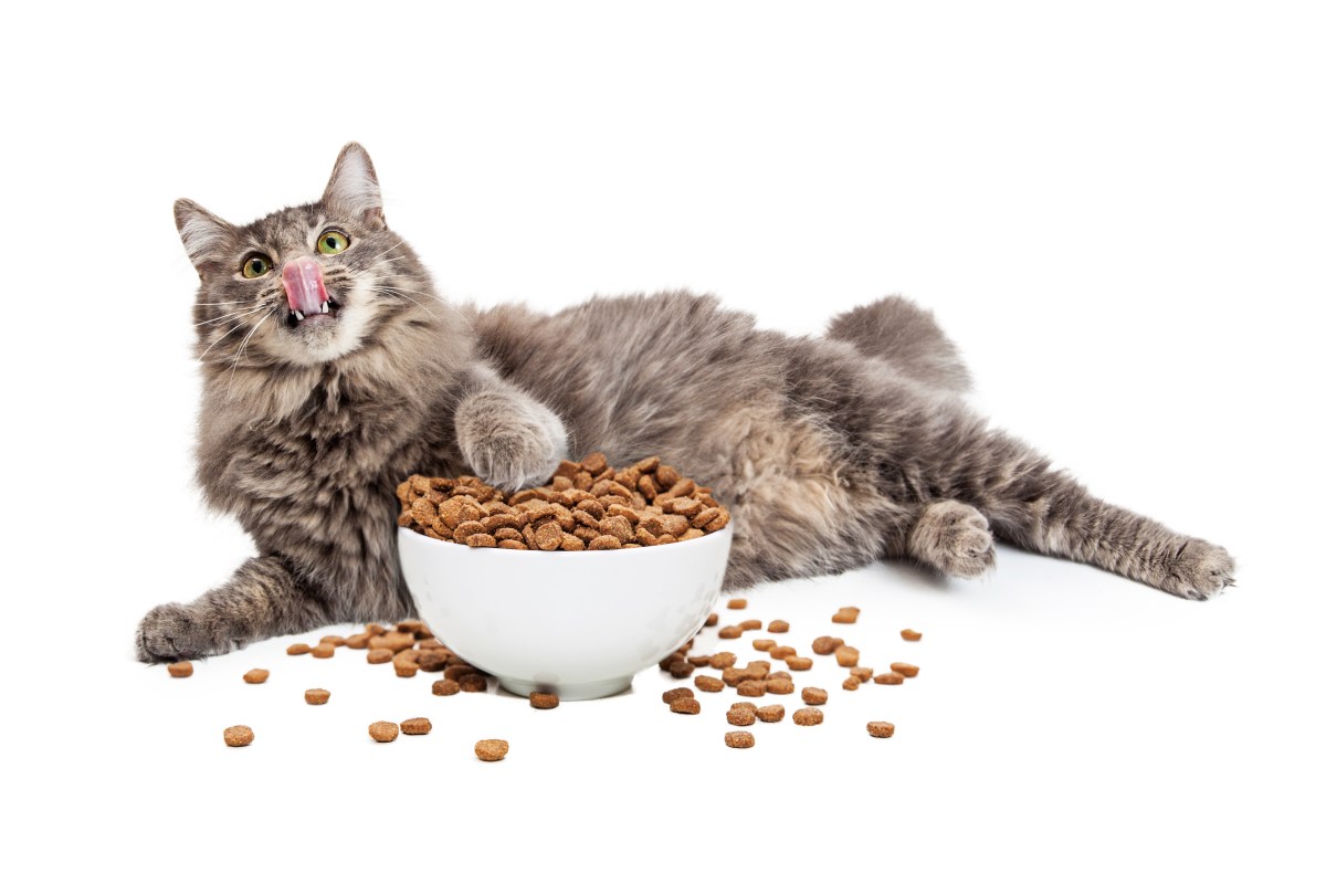 Entrepreneurial Cat Introduces ‘SmartHuman’ Feeding&nbsp;System