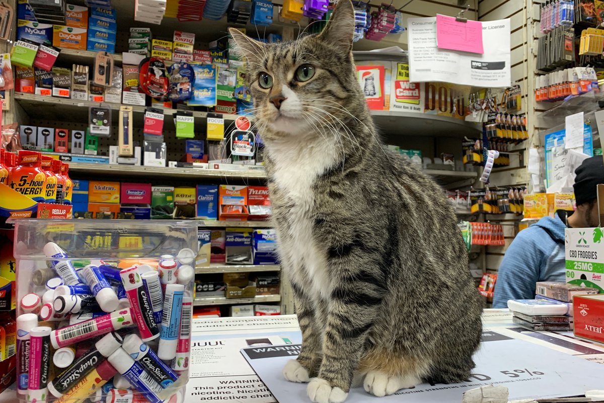 Bodega Cat’s Back To Business After&nbsp;Abduction