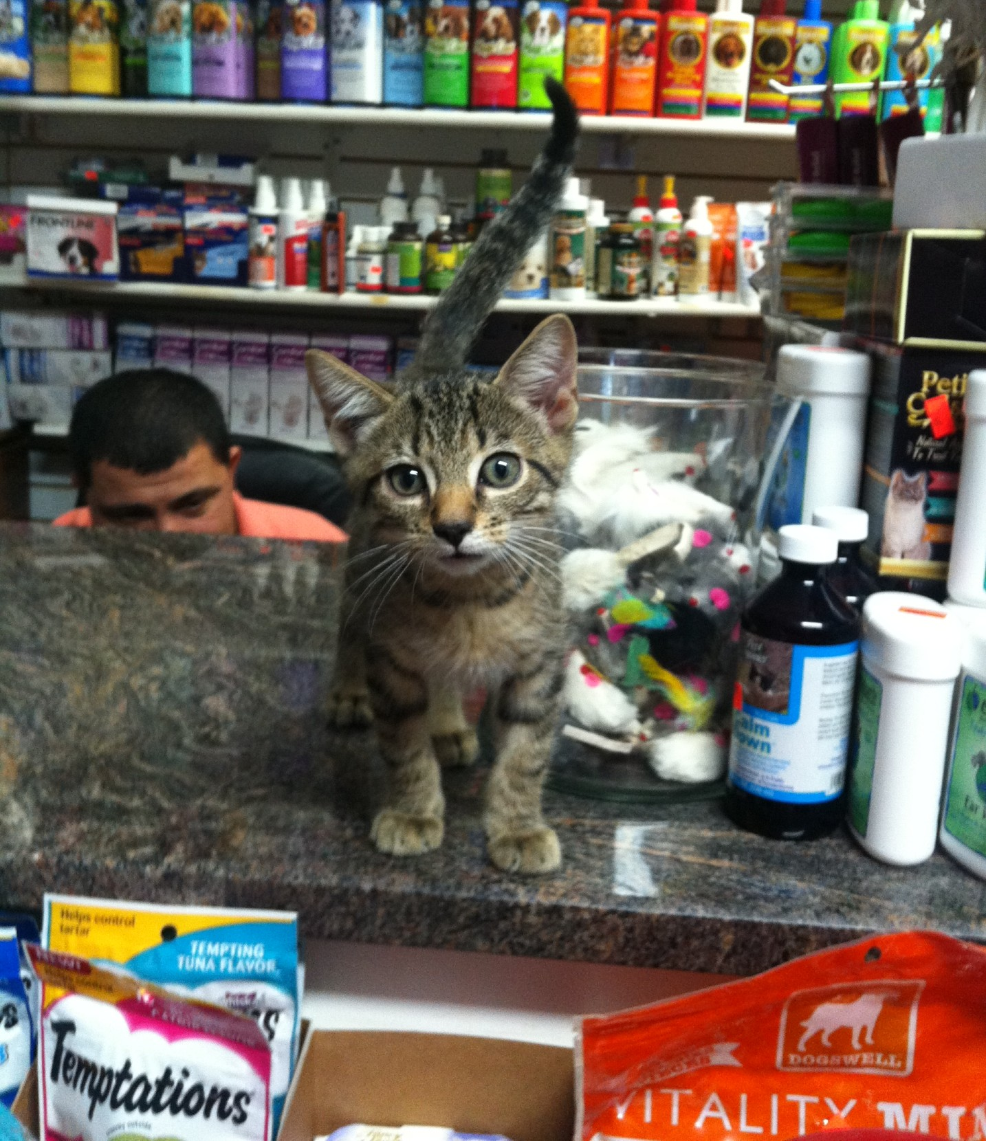 Bodega cat