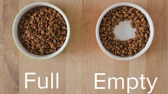 Cat-Food-Bowl-Logic-PIn