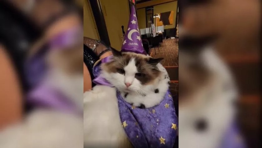 Cat and Owner Costume Contest