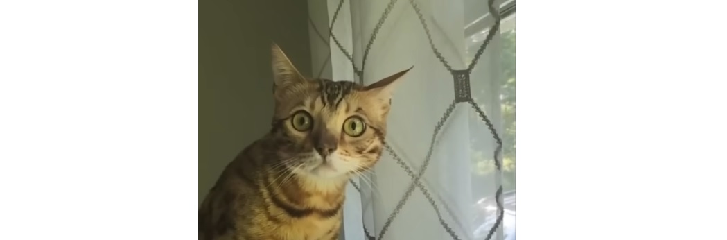 The Look On This Cat’s Face When He Sees A Bear Is&nbsp;Priceless
