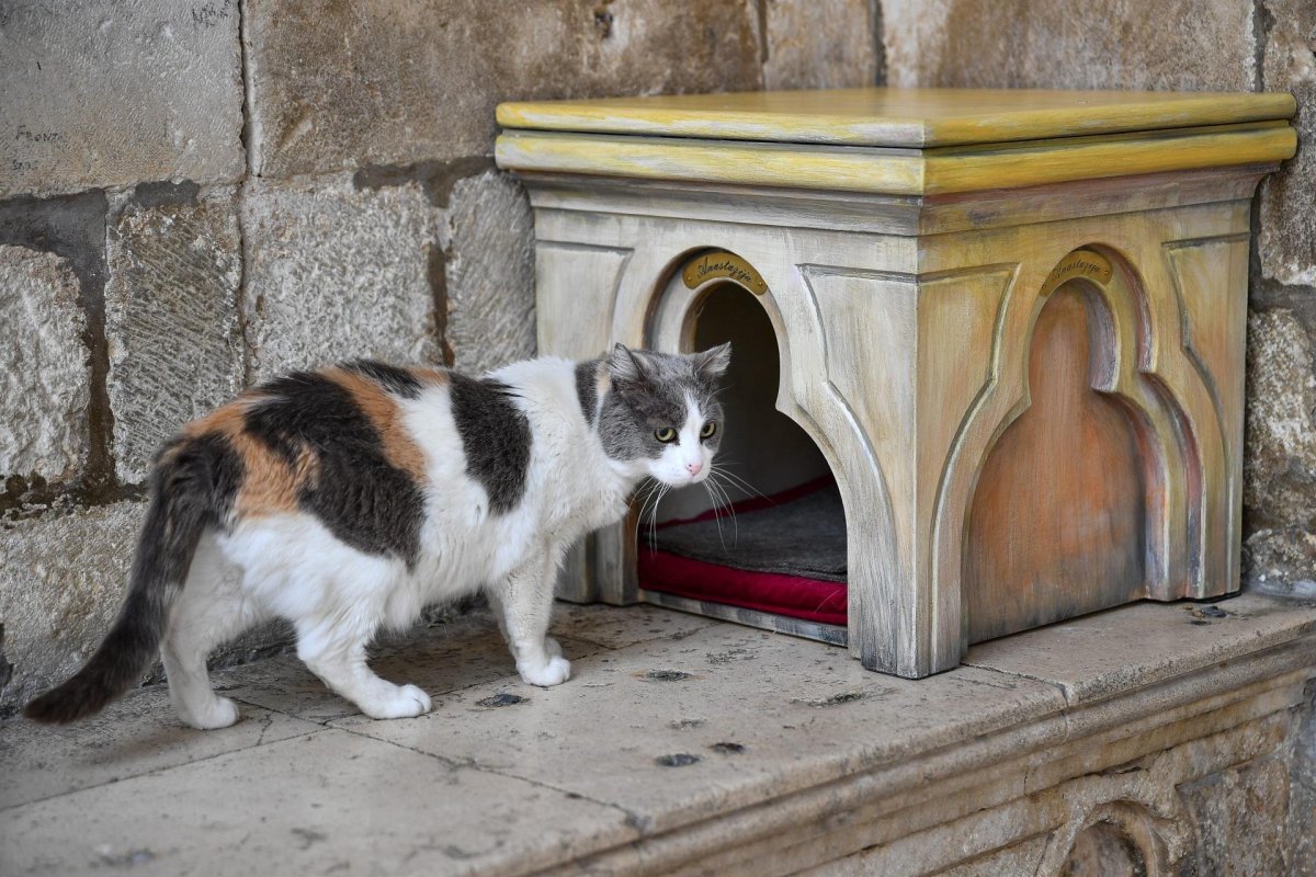 Dubrovnik Cat Is Back At Historic Palace, But Without Her Fancy&nbsp;House