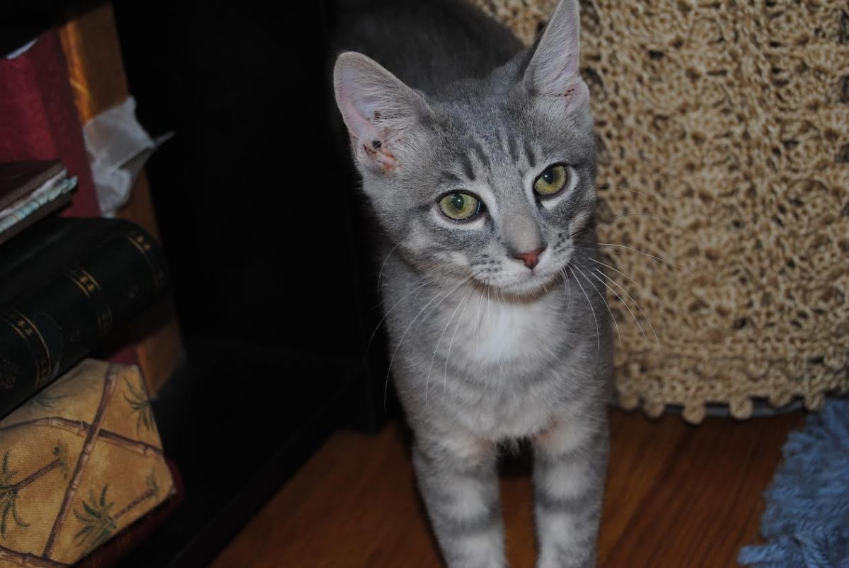 Who’s That Handsome&nbsp;Kitten?