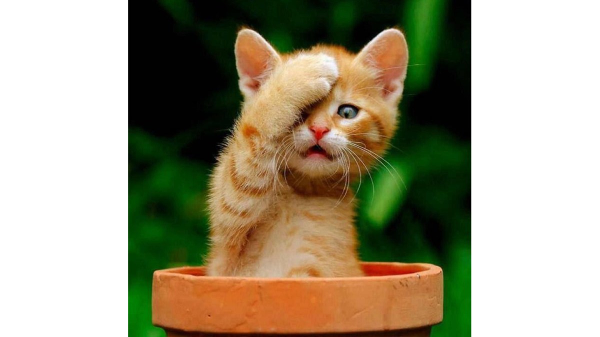 Another Viral Story Claims A Student Identifies As A&nbsp;Cat