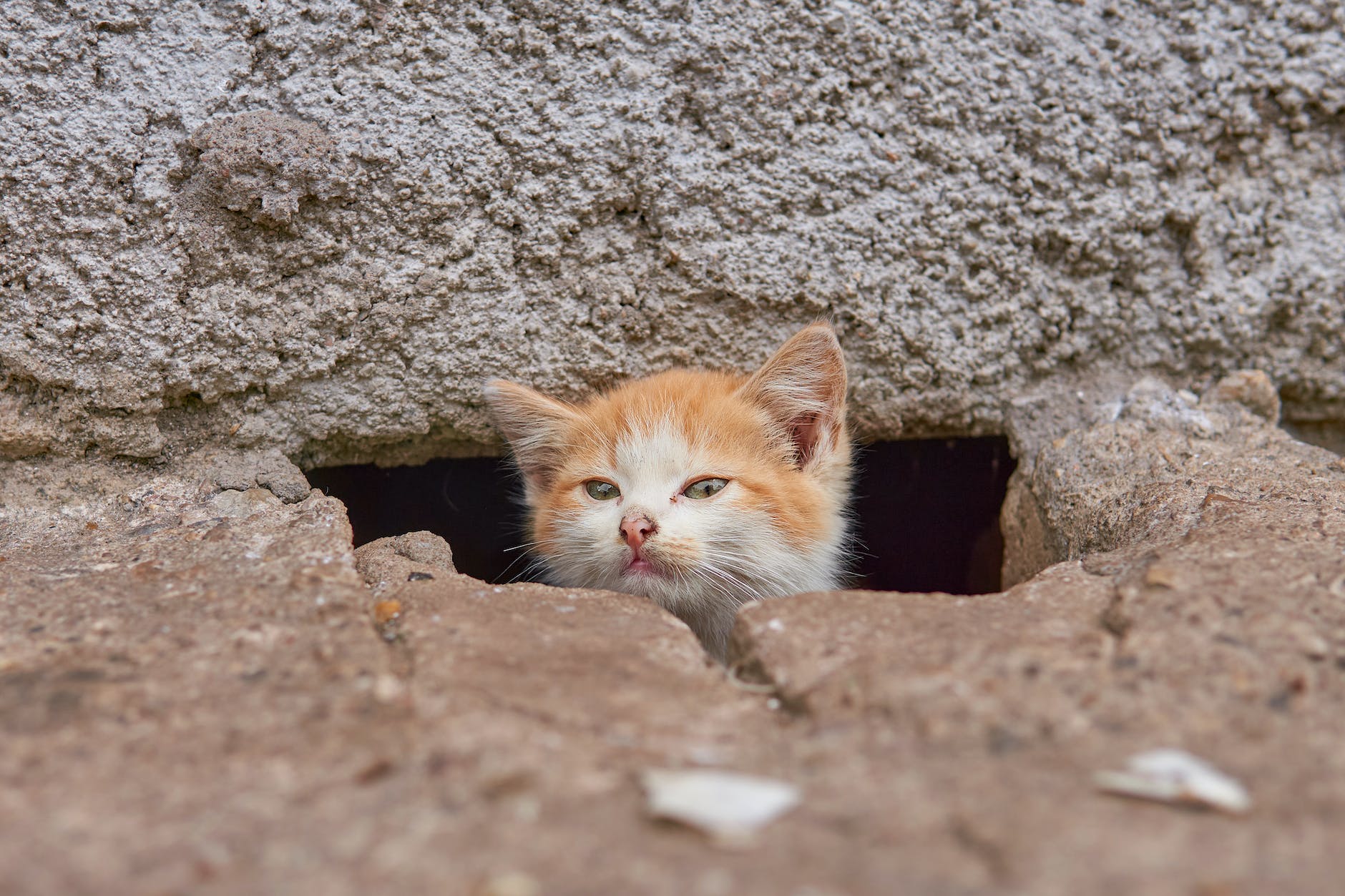 orange tabby cat on gray rock