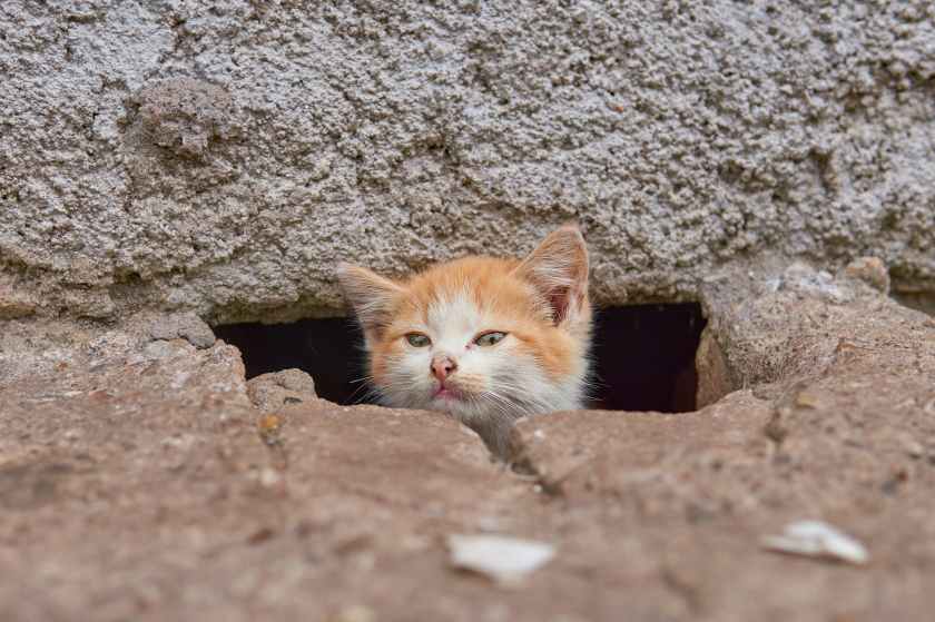 orange tabby cat on gray rock