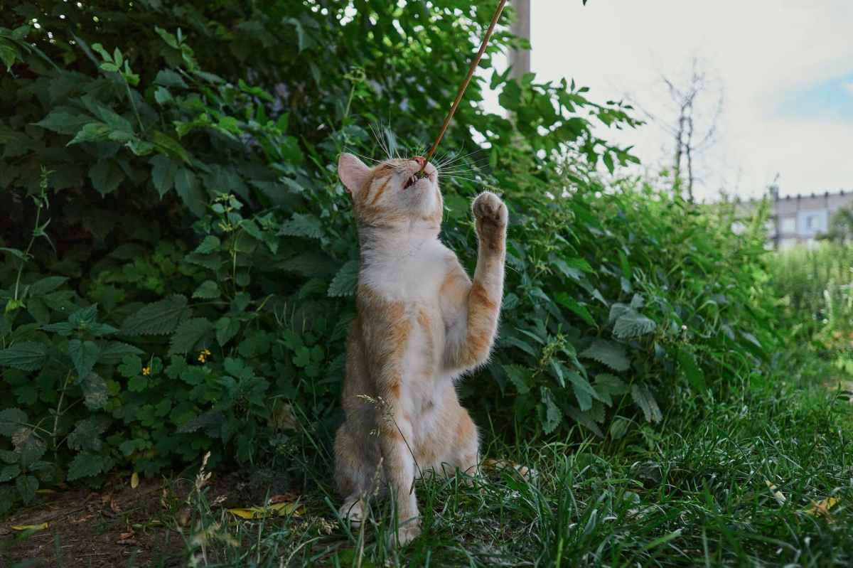 Why Are UK Cat Owners So Intent On Allowing Their Cats To Run&nbsp;Free?