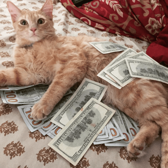 wealthycat