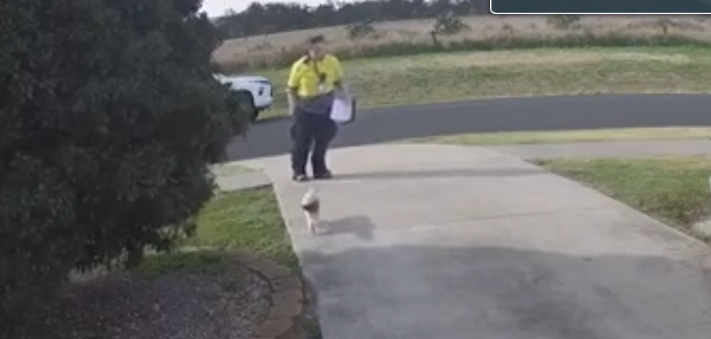 Queensland cat story