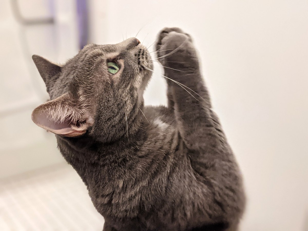 And Now The Very Rev. Buddy The Cat Shall Lead Us In&nbsp;Prayer…