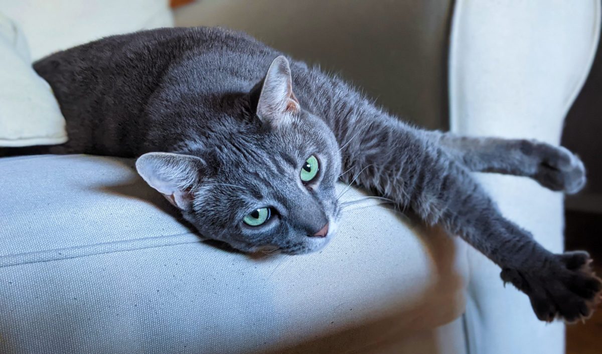 10 Signs From Your Cat You’ve Misinterpreted As&nbsp;Love