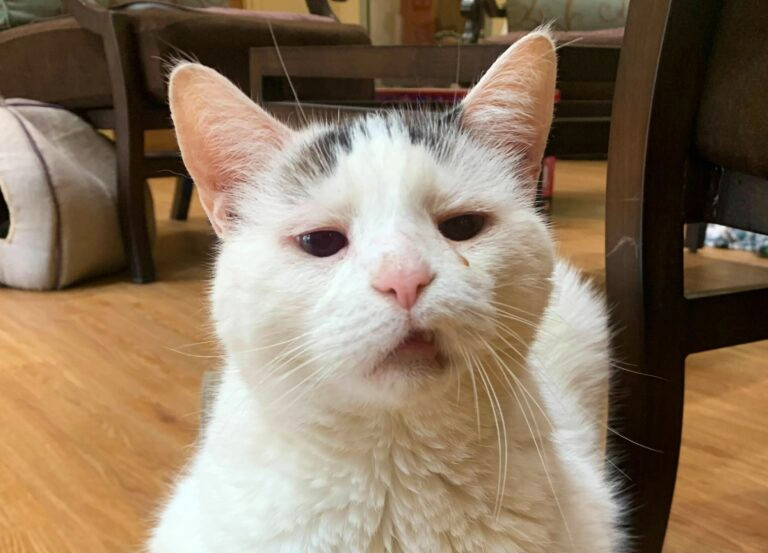 Frankie Sad Eyes Has Been&nbsp;Adopted!