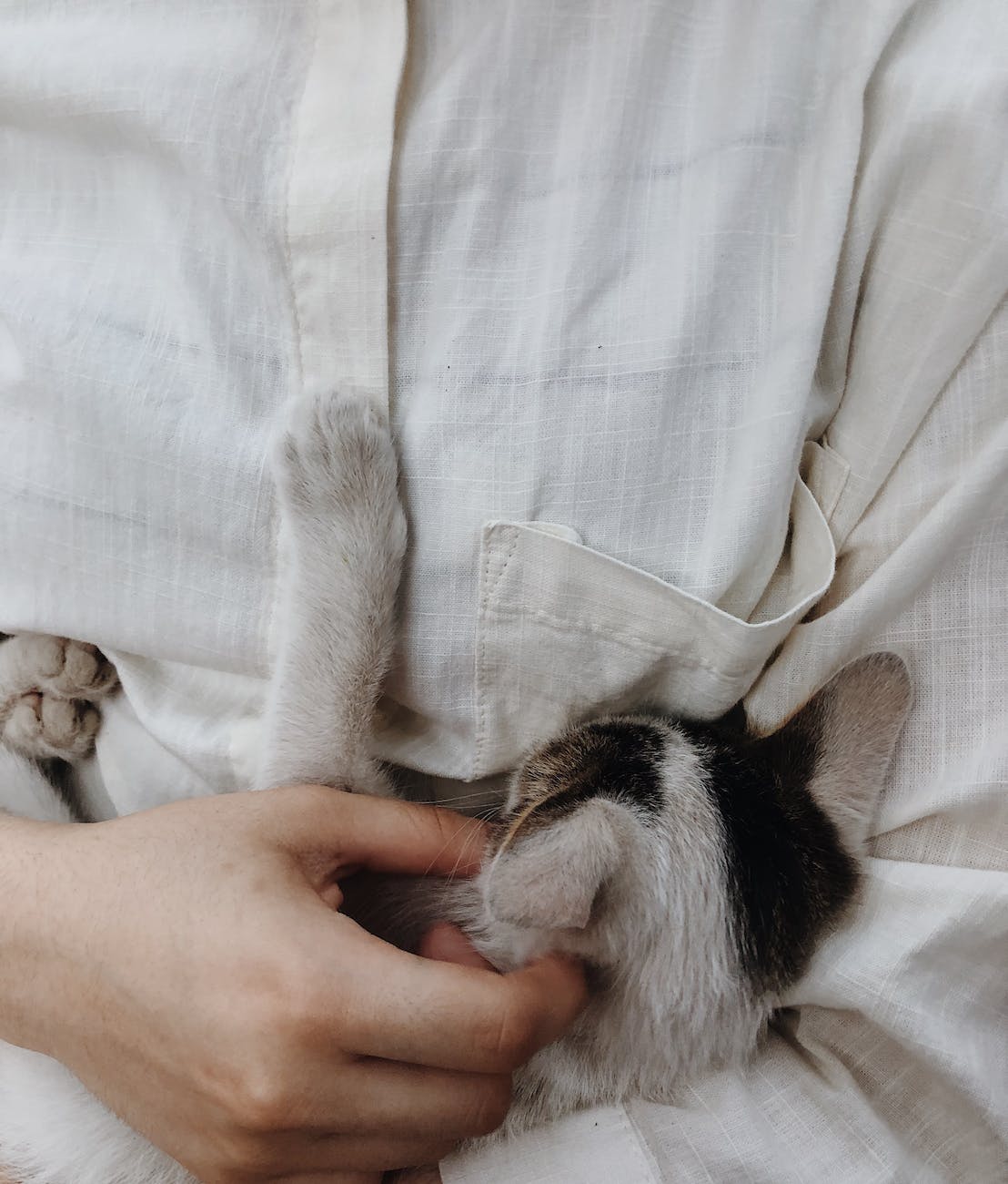 close up of person cuddling cat