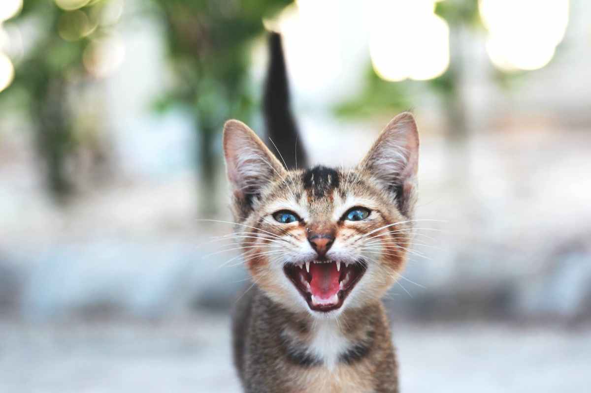 Cat On The Street: What Do You Think About Humans Translating Your&nbsp;Meows?