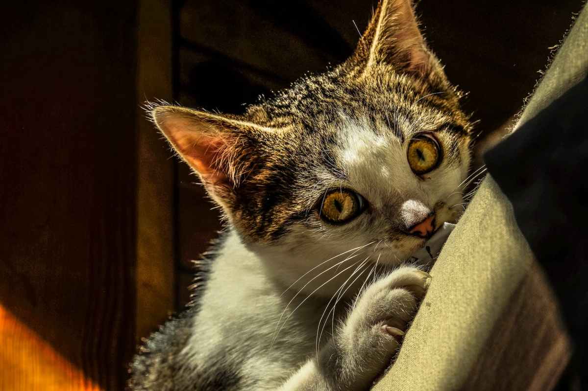 Sunday Cats: Expert Fails At Feline Facts, Aussie Karen Lures Cats From Home To Issue Roaming&nbsp;Fine