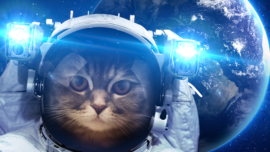 SpaceCat, Baby Bud and Mister Meowster: New from Buddy&nbsp;Comics!