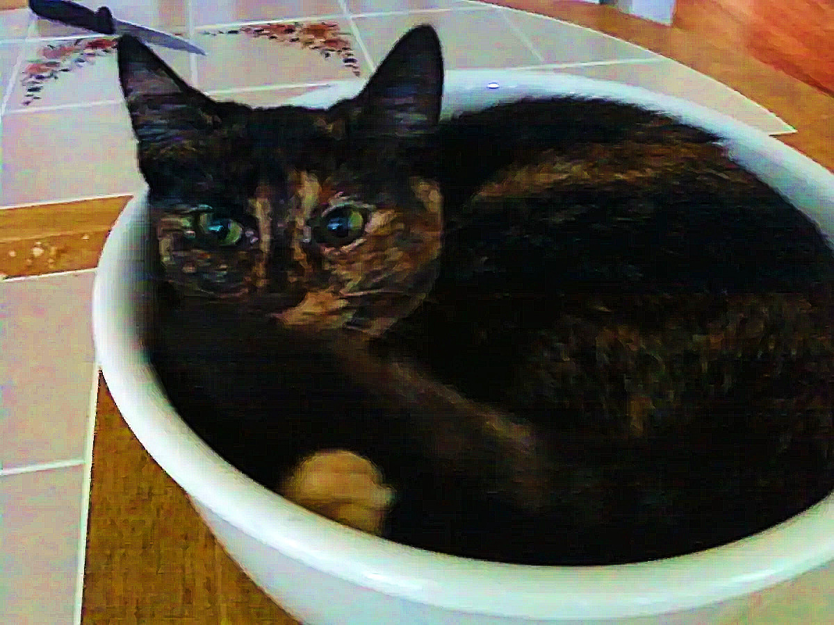 SPCA Offers $6k Reward After Shooter Kills NY Woman’s Beloved&nbsp;Cat