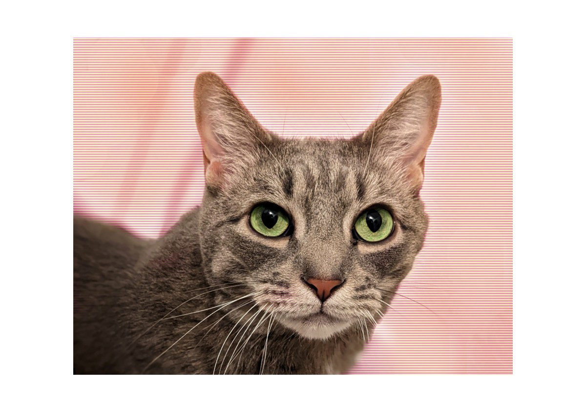 Report: Buddy The Cat Remains Extremely&nbsp;Handsome