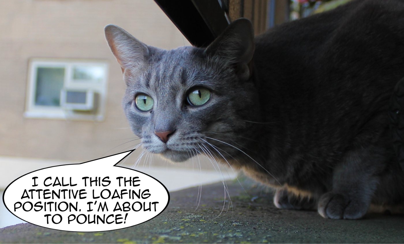 Bud Attentive Loafing