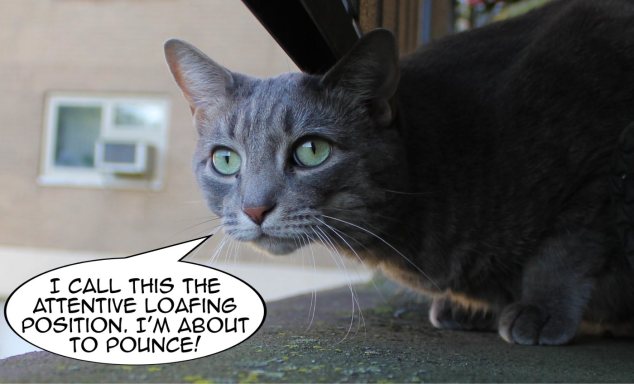 Bud Attentive Loafing