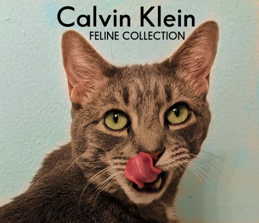 Buddy Calvin Klein
