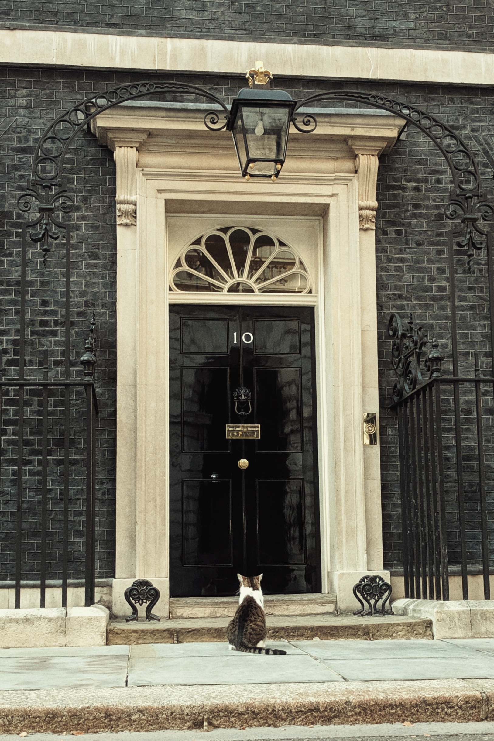 Larry_the_cat_waiting_to_be_let_into_10_Downing_St – Pain In The Bud