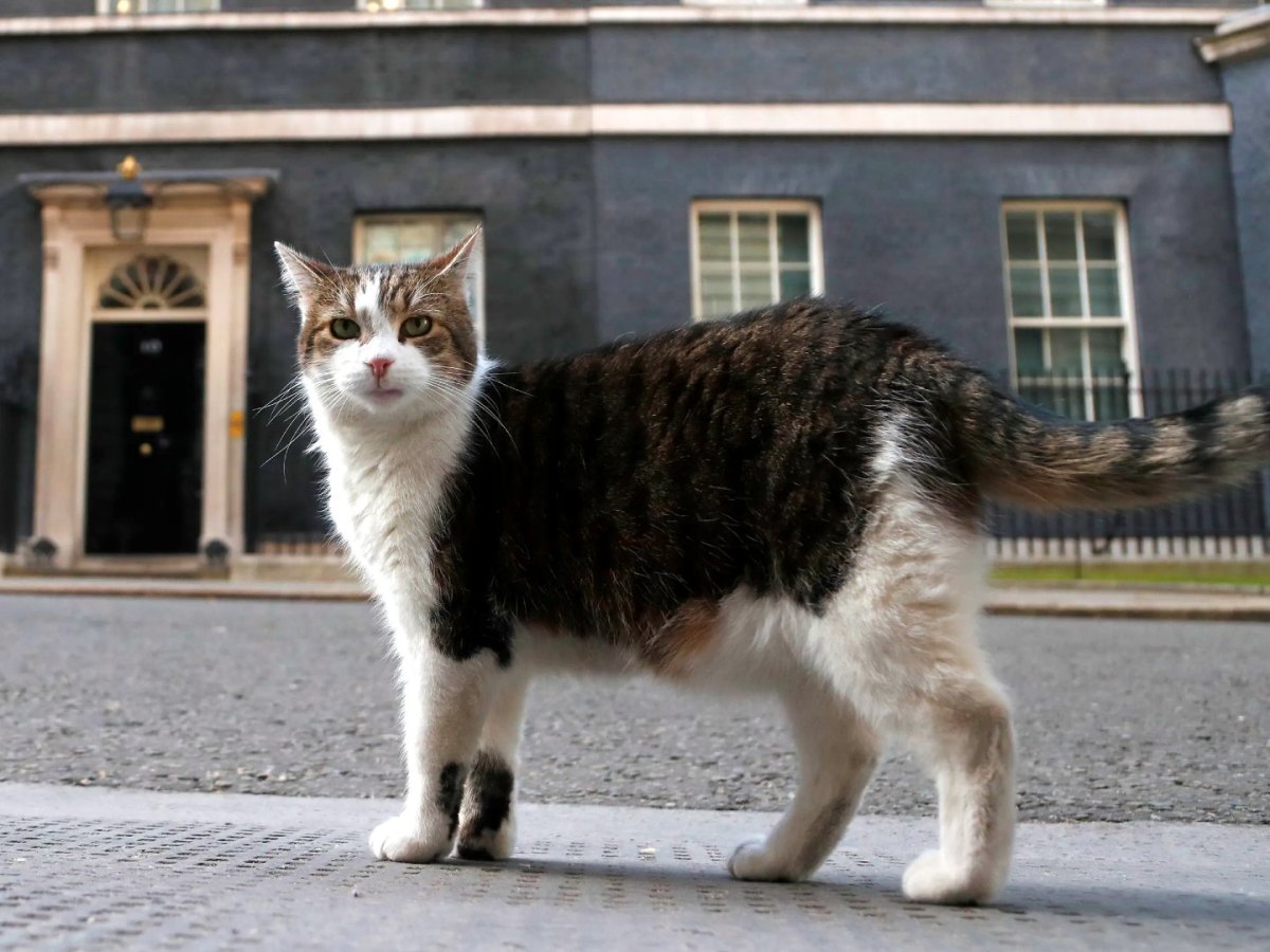 Just Make Larry The Cat The UK’s Prime Minister&nbsp;Already