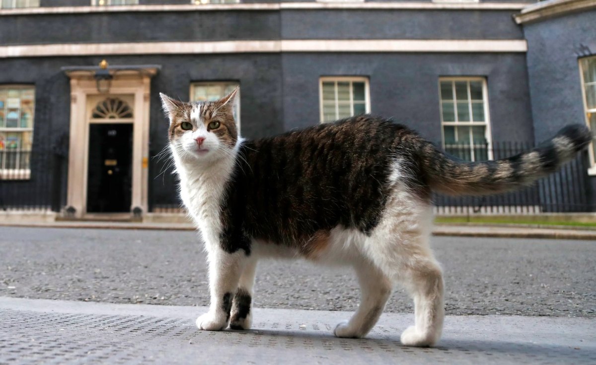 Larry The Downing Street Cat Outlasts Another PM, Plus: The Reason For The&nbsp;Loaf