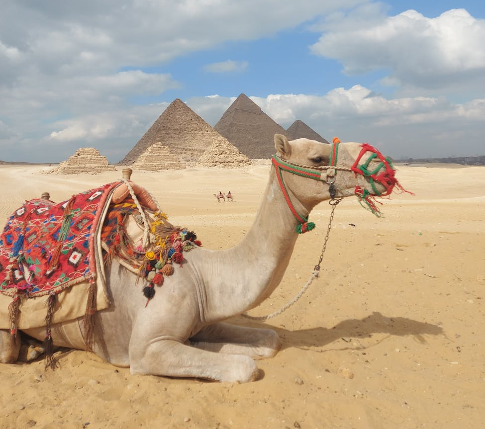 Cat On The Street: What Do You Think About The New Discovery In&nbsp;Egypt?