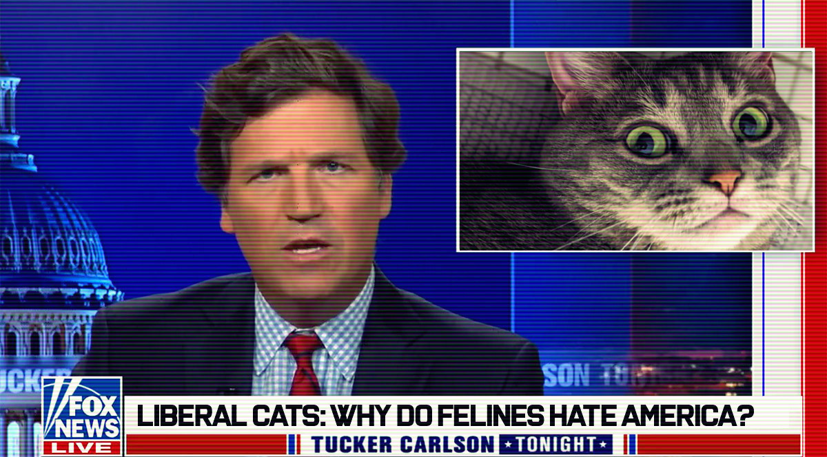 FurryGate: Rogan, Boebert, Greene Drag Cats Into Politics With Claims Of Litter Boxes In&nbsp;Schools