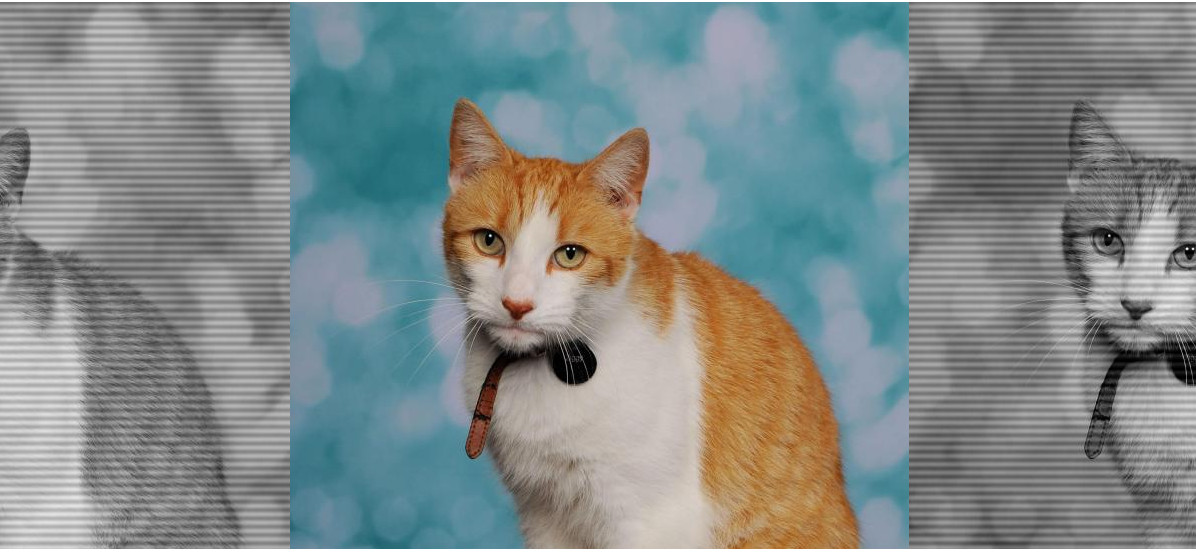 Family’s Cat Follows Kids To School, Gets His Class Picture&nbsp;Taken