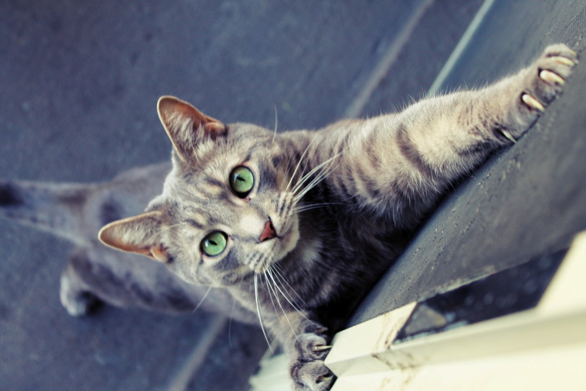 ‘The Great Pet Awakening’: Theologians Say Bonding With Animals Can Be A ‘Religious Experience’