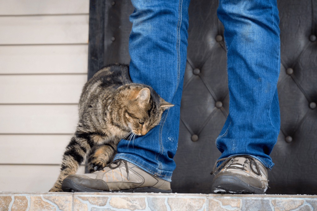 Cats May Be Able To Help Detectives Solve&nbsp;Crimes