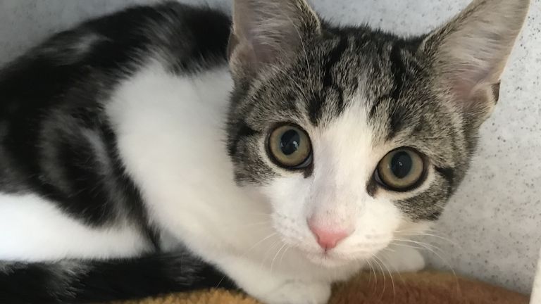 Kitten With No Sex Organs Up For Adoption, Plus: Cat Proves The Dog Is HIS Pet&nbsp;(VIDEO)