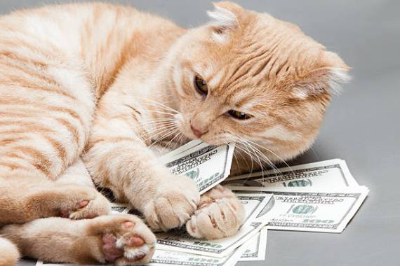 Rich Kitty
