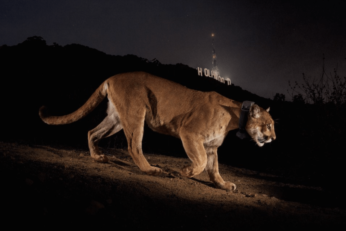 ‘Ghost Cat’: Famous Hollywood Puma Snatches Leashed Chihuahua On A&nbsp;Walk