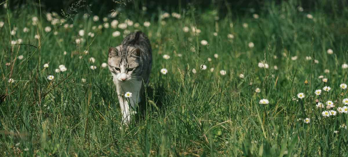 One Unverified Claim Of An Aggressive Stray Prompted A New Jersey Town’s Plan To Trap And Kill&nbsp;Cats