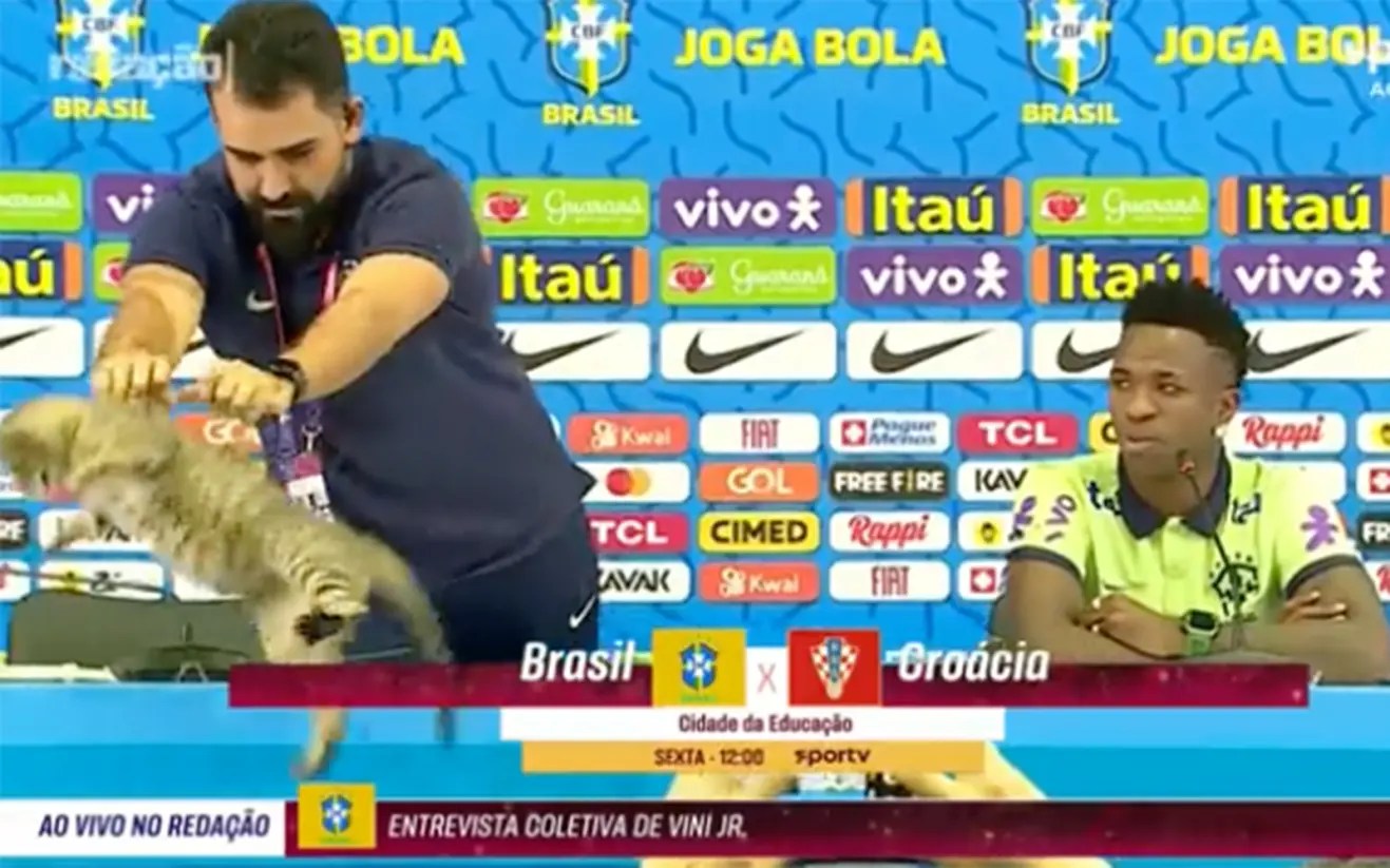 Brazil World Cup cat