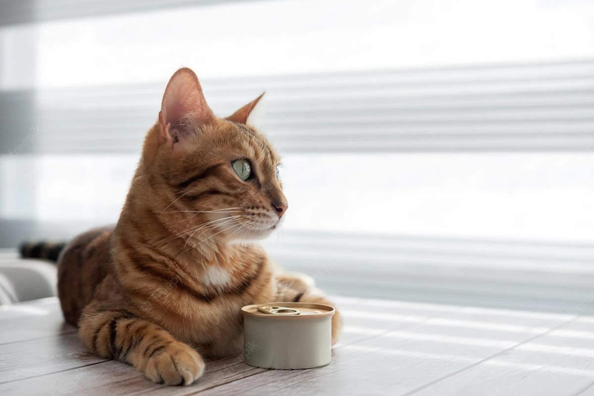 Buddy The Cat Furious After Can Opening Turns Out To Be&nbsp;Corn