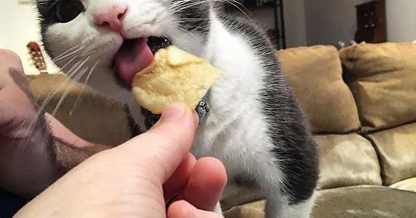 Cat chips