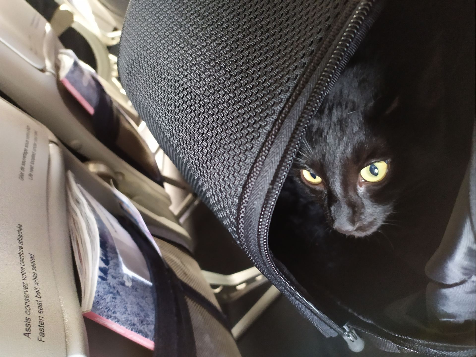Cat on passenger flight