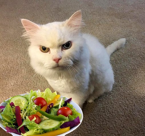 Cats don't like salad!