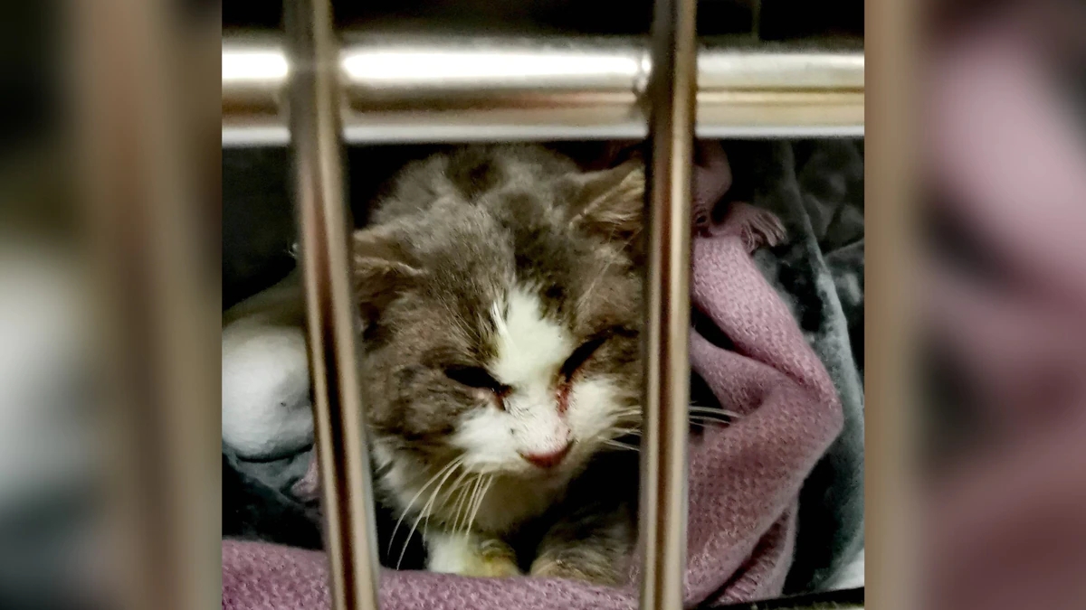 Found Frozen To The Ground In Record Storm, Michigan Cat Is Recovering At Clinic