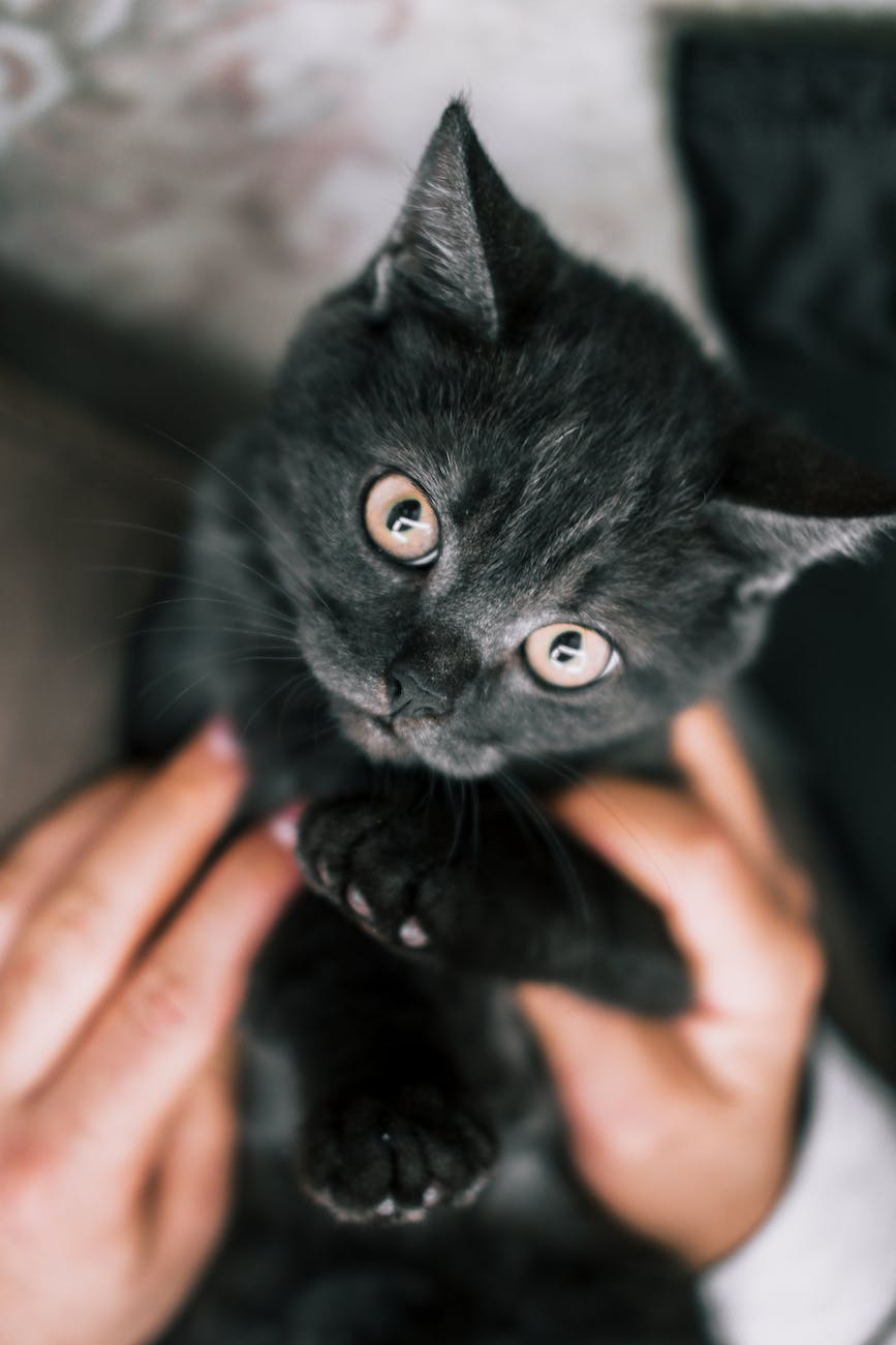 cute black kitten