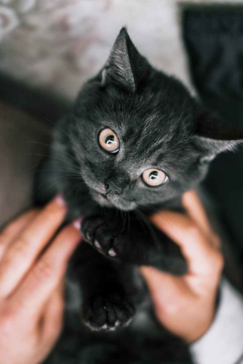 cute black kitten