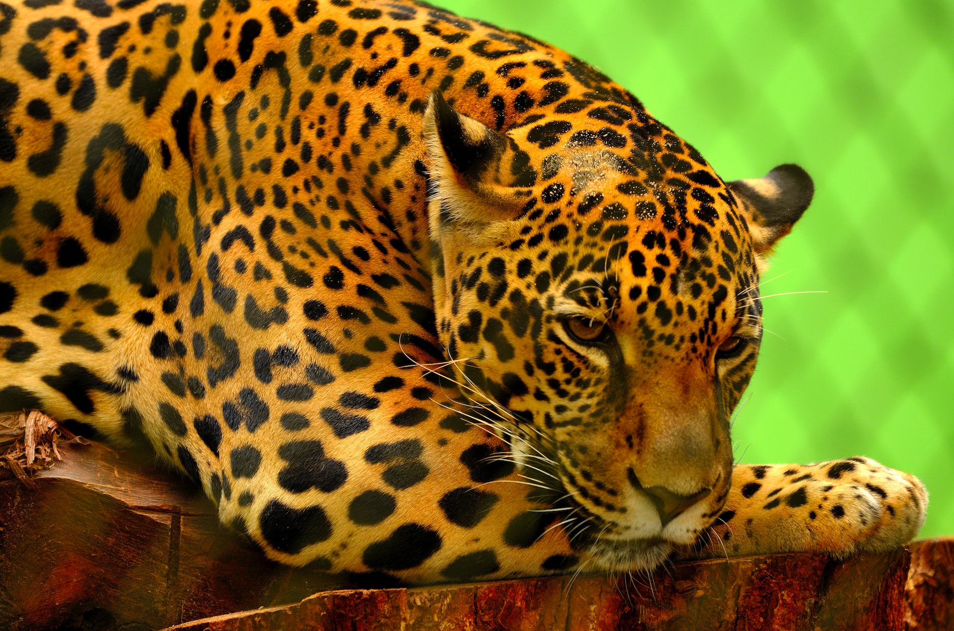 leopard on brown log