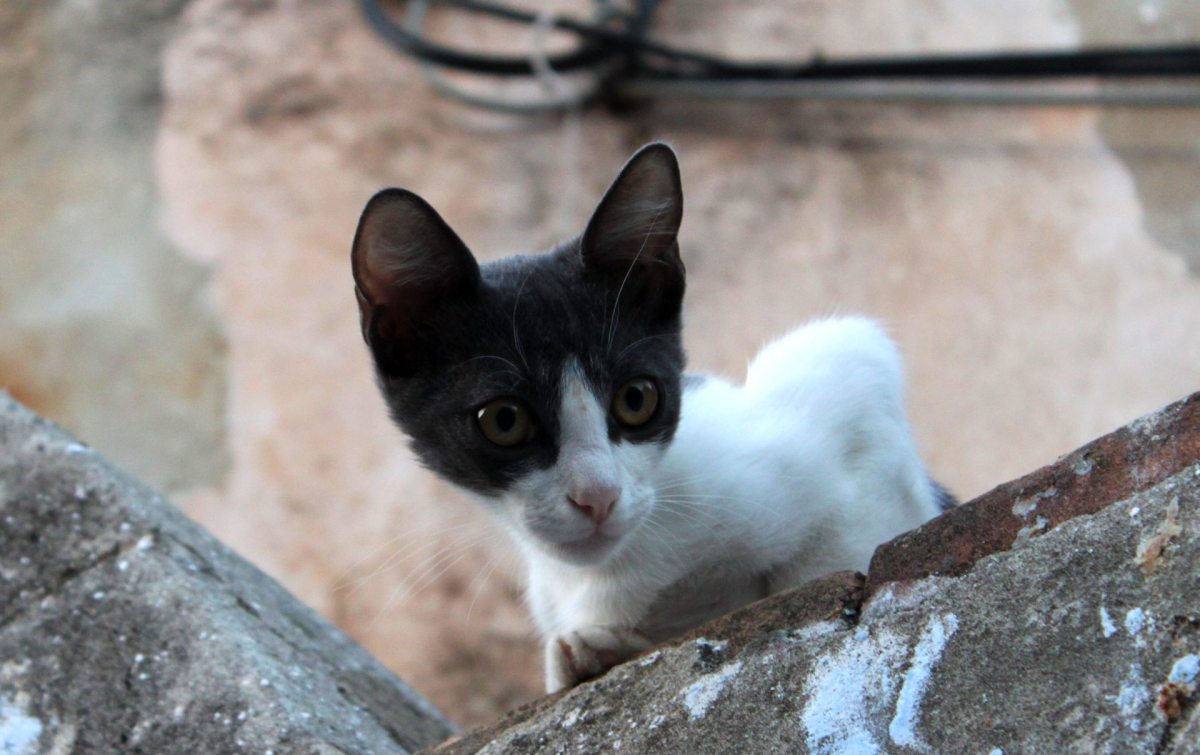 ‘We Never Broke Any Laws’: In Disbelief Over Their Conviction, Alabama Cat Ladies Vow To&nbsp;Appeal